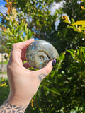 Labradorite Ammonite Carving