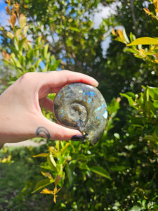 Labradorite Ammonite Carving